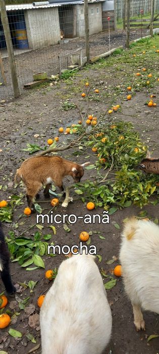 Cabritos micro MOCHOS