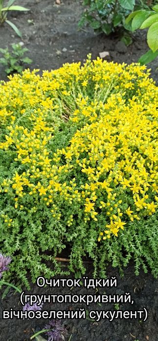 Багаторічні квіти