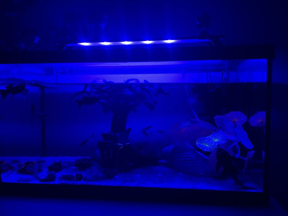 Aquario 50L com bomba e aquecimento e varios peixes