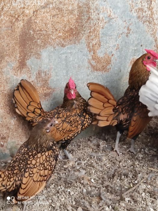 Куры Сибрайт ,Куры