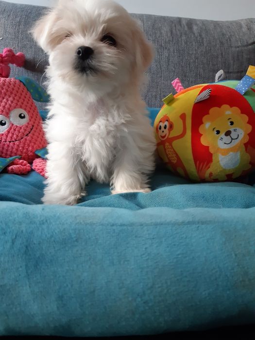 Maltanczyk suczka aktualne