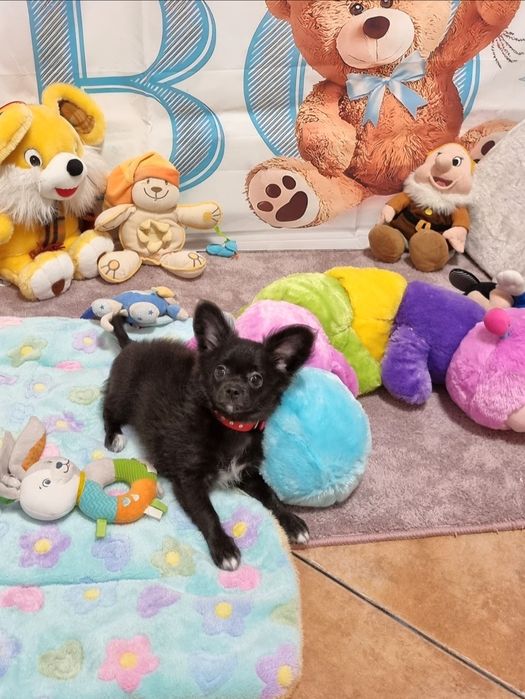 Chihuahua macho de pêlo longo com Pedigree e afixo