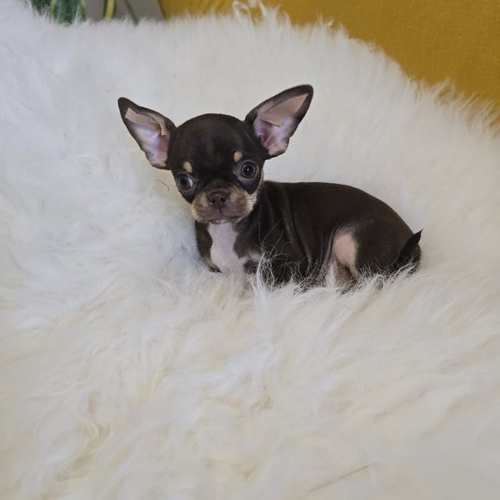Chihuahua czekoladowa podpalana Elza juz do odbioru