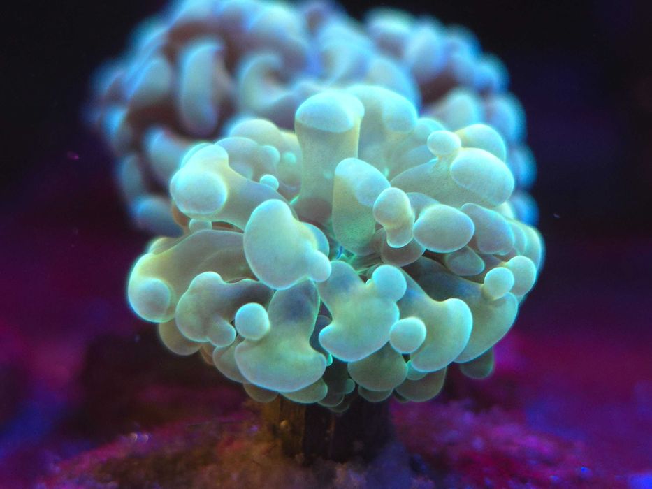 Euphyllia paraancora Koralowce Akwarystyka morska Poznań