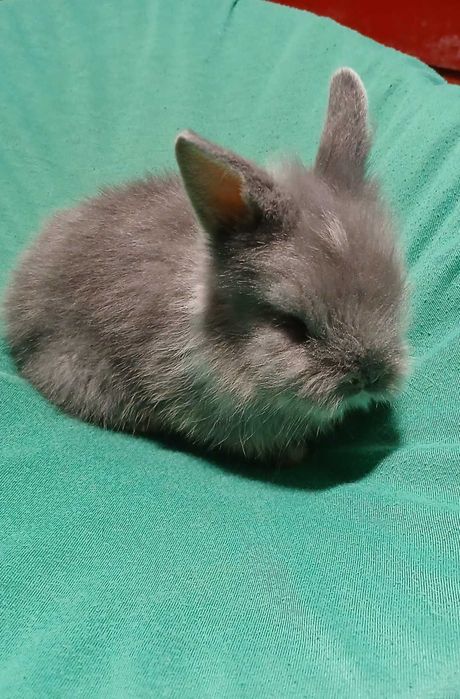 Декоративний кролик, карликовий кролик