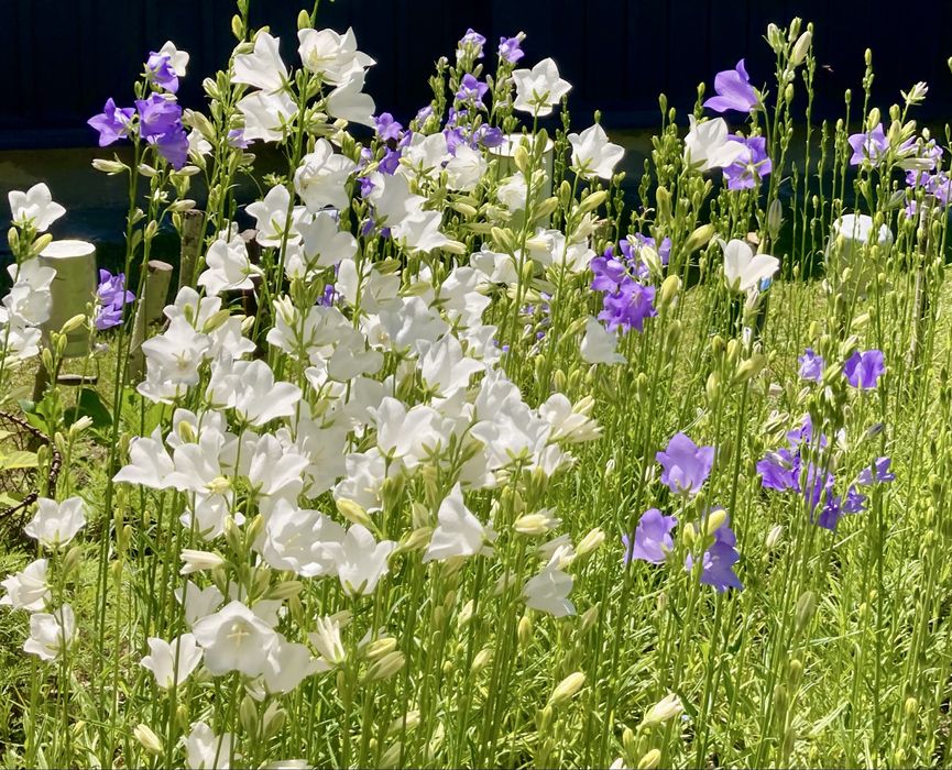 Sadzinki rudbekia, dzwonki ogrodowe