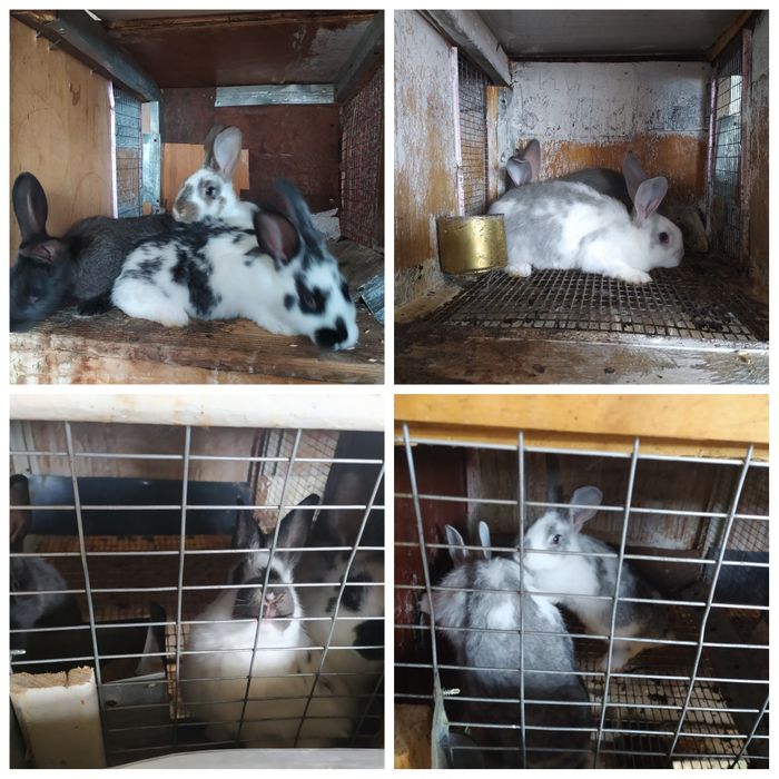Кролики, крольчата на продажу