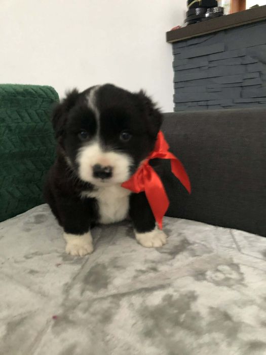 Piesek z pełną dokumentacja 15 marca do odbioru