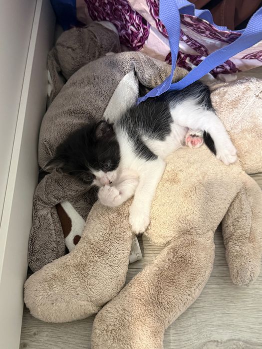 Gatos bebês adoção