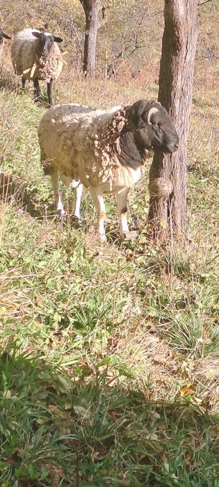 Продам барана дорпер