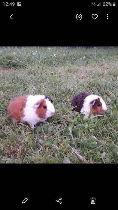 Американська Тедді