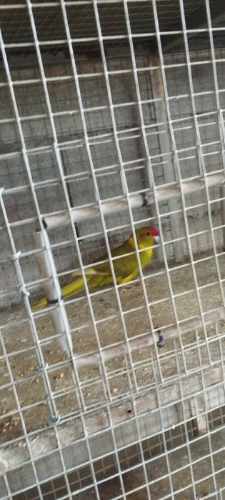 Vendo um casal de red rump e 2 machos e 1 fêmea de kakarakis