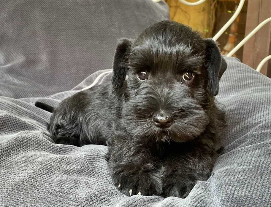 Sznaucer Miniaturowy Czarny, ZKwP/FCI, elitarny miot!