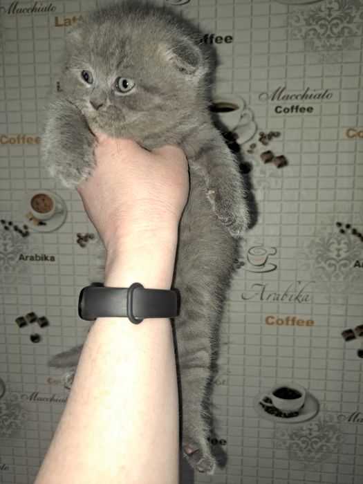 Продам шотландських кошенят