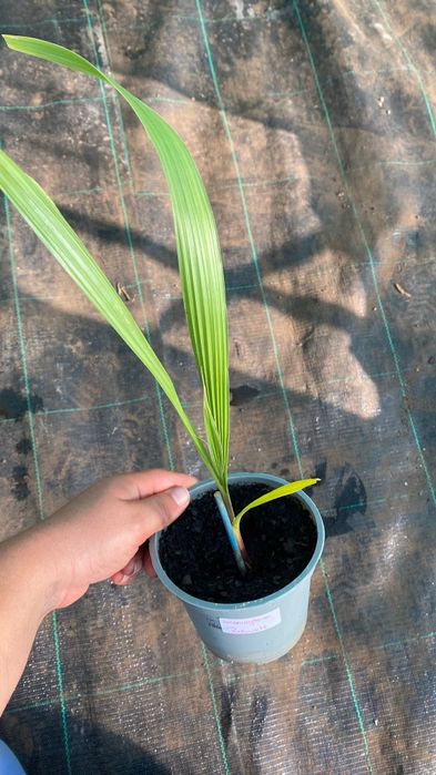 Palmeiras vários tipos