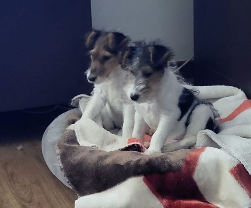 Fox terrier casal disponível