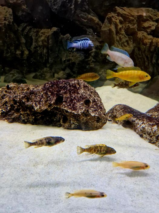 Labeotropheus tumbi west