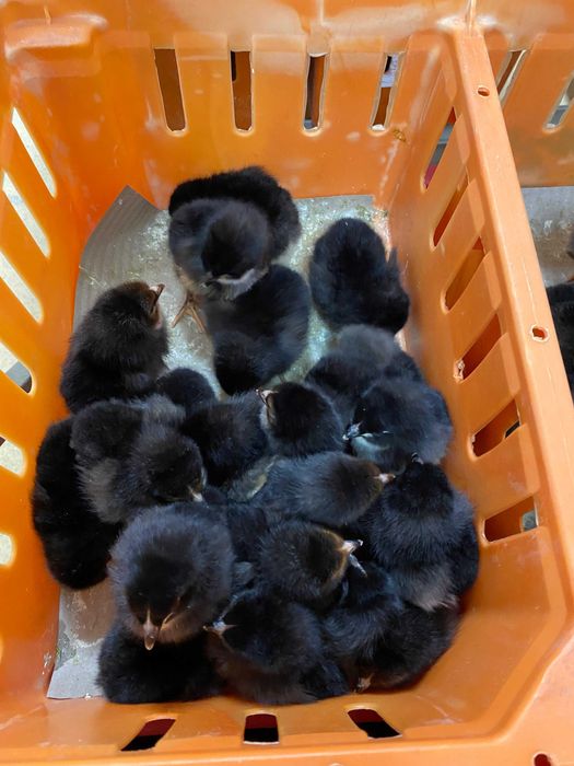 Kurczaki pisklęta nioski, brojlery, Leghorn, Greenshell, Sussex, Rosa