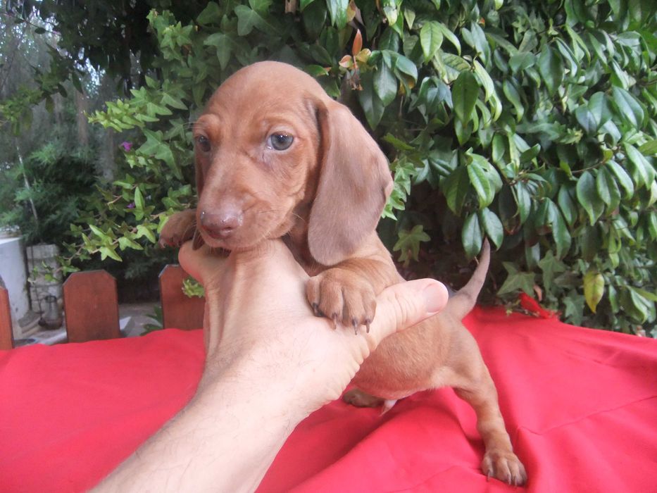 cachorro  teckel miniatura