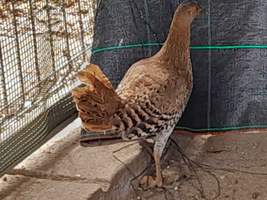 Gallus Lafayettii