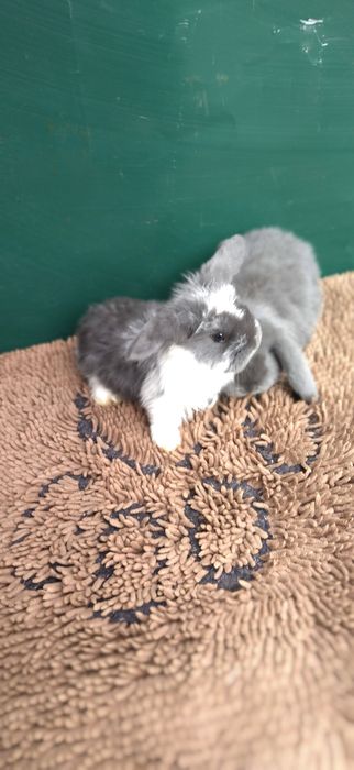 Кролики різних порід