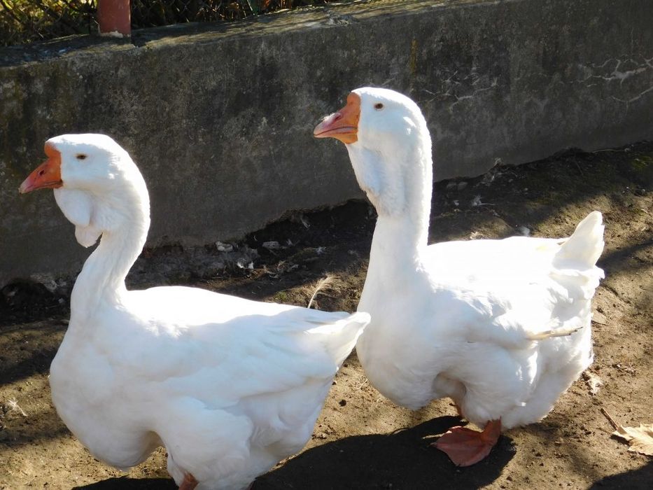 Інкубаційне яйце гуси Лінда Холмогори