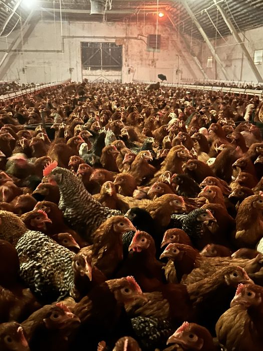 Kury, kurczęta odchowane, indyki, brojlery, kaczki, gęsi