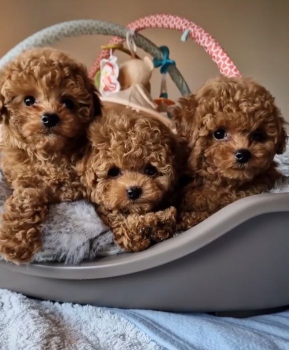 Вибір розкішних той пуделят,