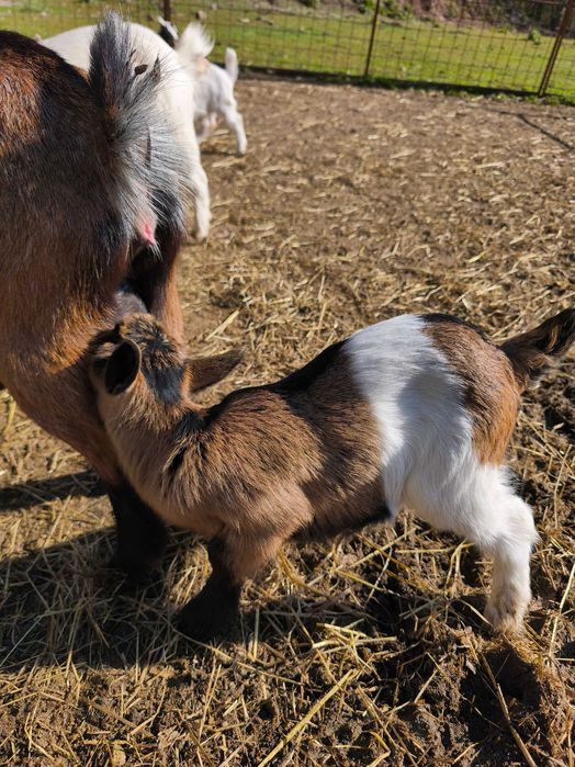 Cabras micro anãs de estimação
