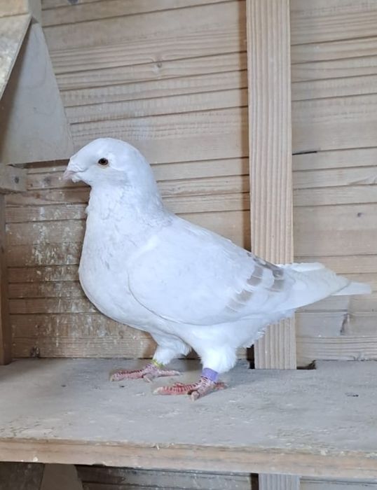 Gołębie standard samica 2024r.