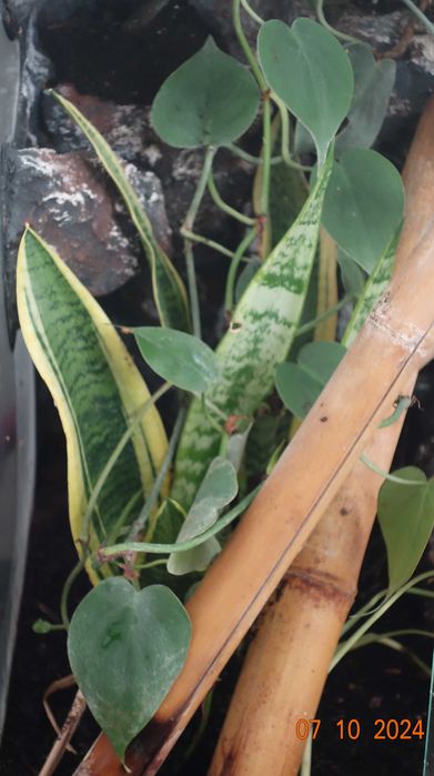 terrarium z wyposażeniem