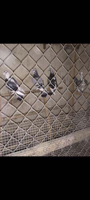 SSprzedam Samice gołebia Staropolskiego