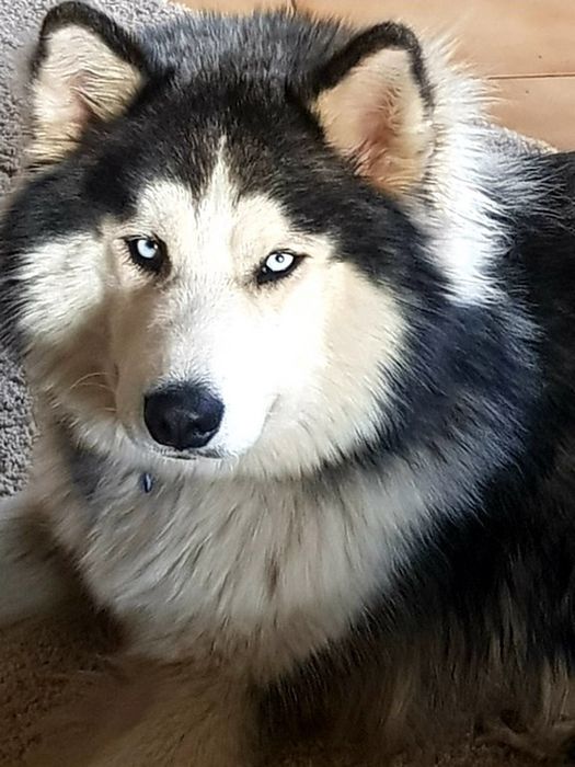 Śliczna Husky niebieskooka