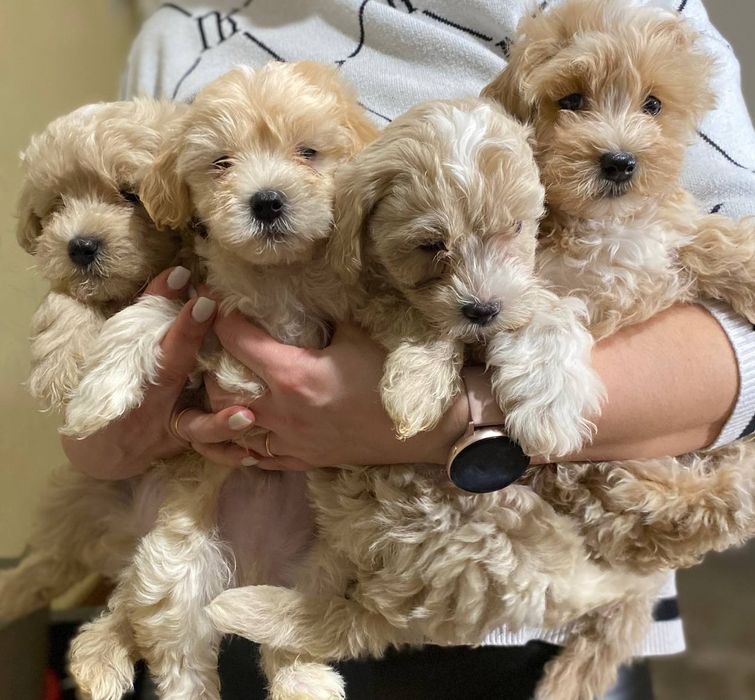 Мальчики и девочки мальтипу ждут своих хозяев!