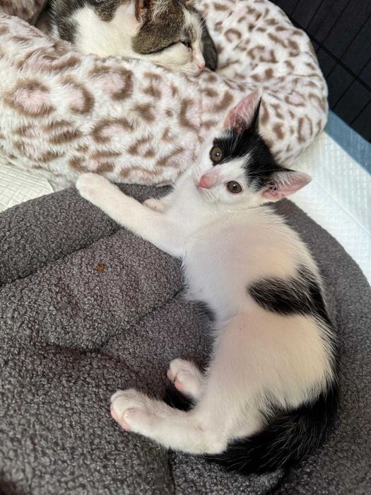 Oreo - miziak i cudowne kocie dziecko szuka domy na stałe
