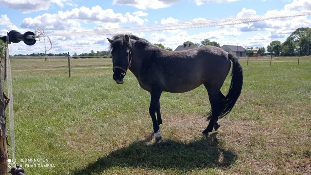 Sprzedam  klacz konika polskiego