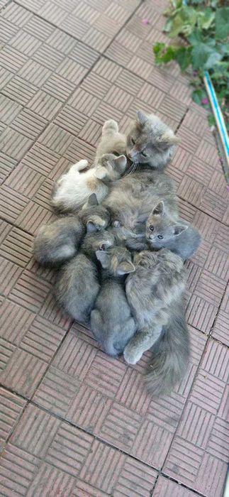 Кошенята безкоштовно