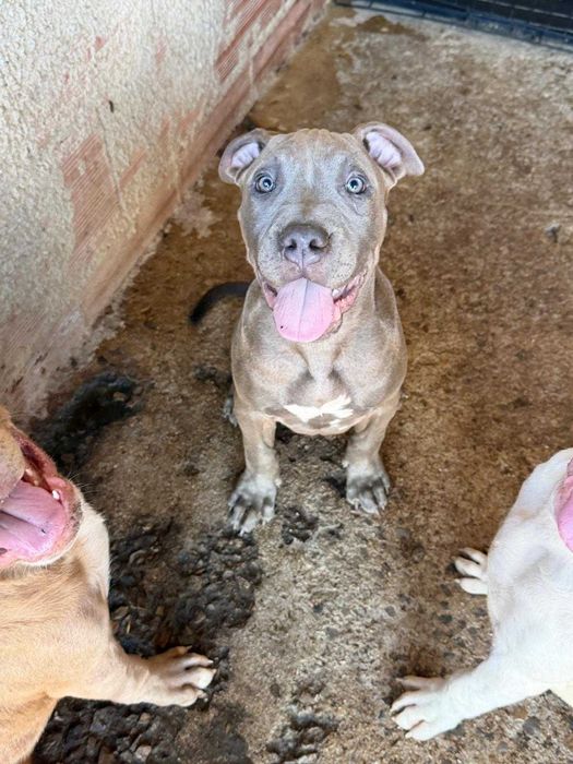 American Bully XL - Macho Blue