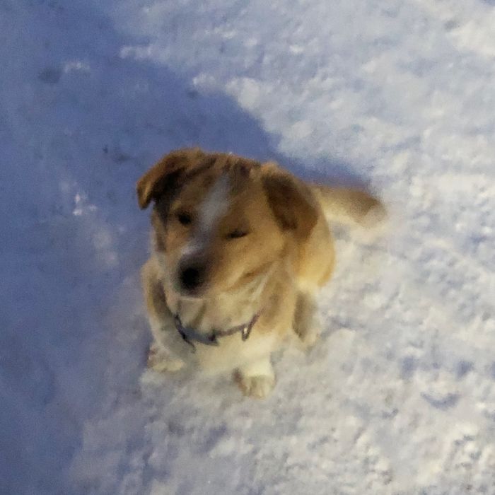 Песик шукає люблячу родину