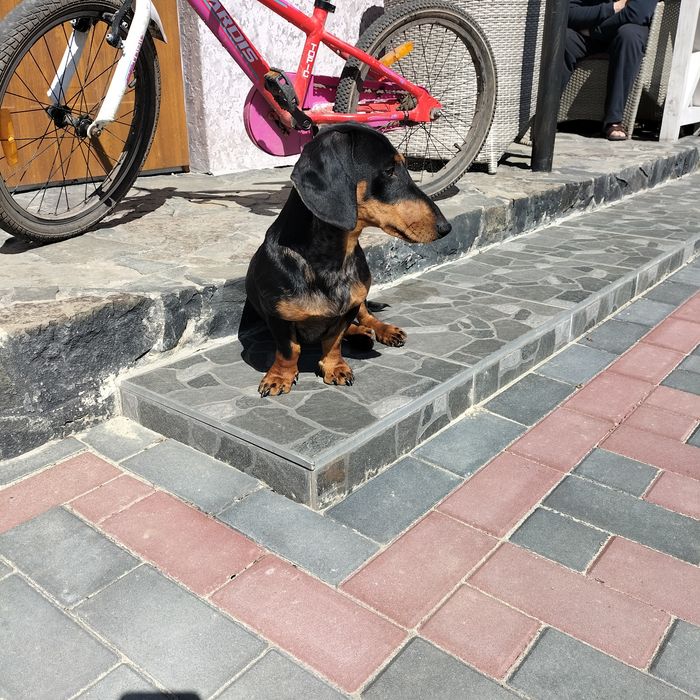 В'язка такса мраморний, чорний з підпалом.