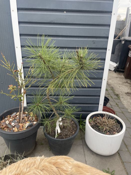 Pinus  nigra goldfingers 115 cm