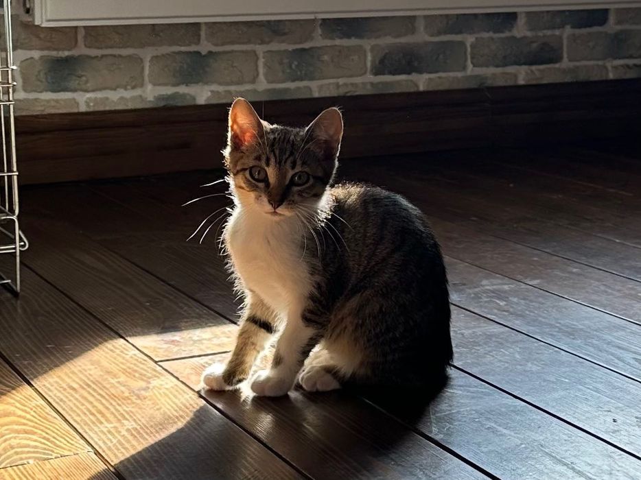 Котенок, кошечка  , 2,5 месяцев, ищет дом! Котята…отдам
