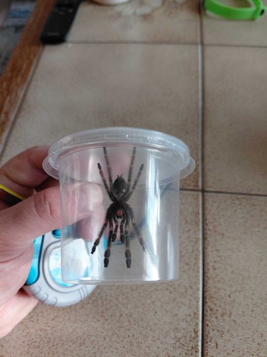 Ptasznik Psalmopoeus cambridgei