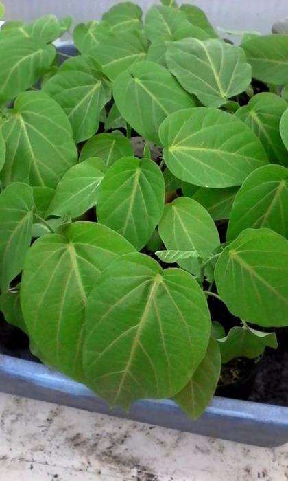 Plantas Maracujá Granadilha. Resistente às intempéries