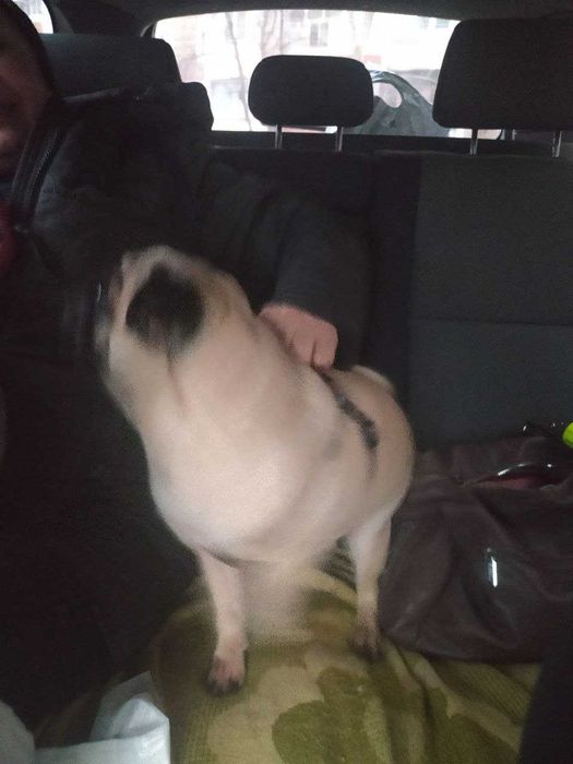 В САЛОНІ авто індивідуальне перевезення тварин ЗООТАКСІ