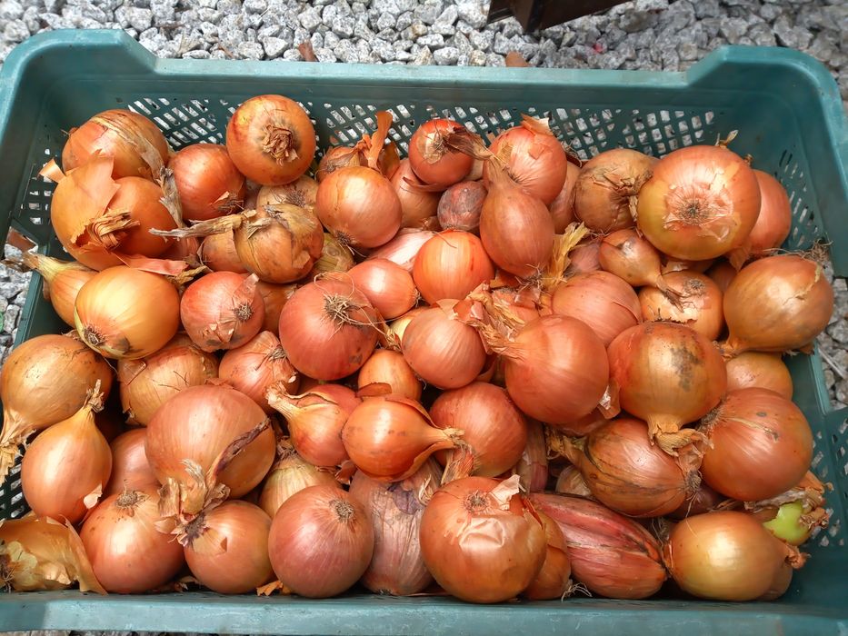 Dostawa warzywa i owoce z  własnego  gospodarstwa