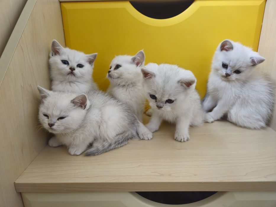 Котята британская серебристая шиншилла