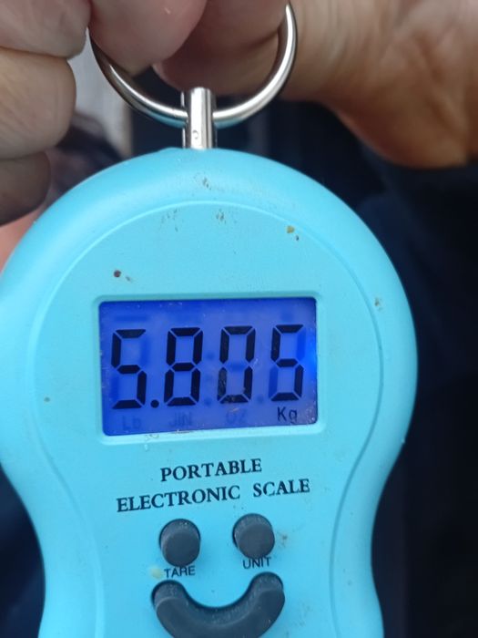 Кролі сірий великан