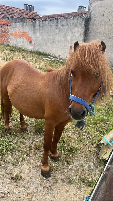 Vendo charrete nova usada so 3 vezes usadas  junto com o poeni .