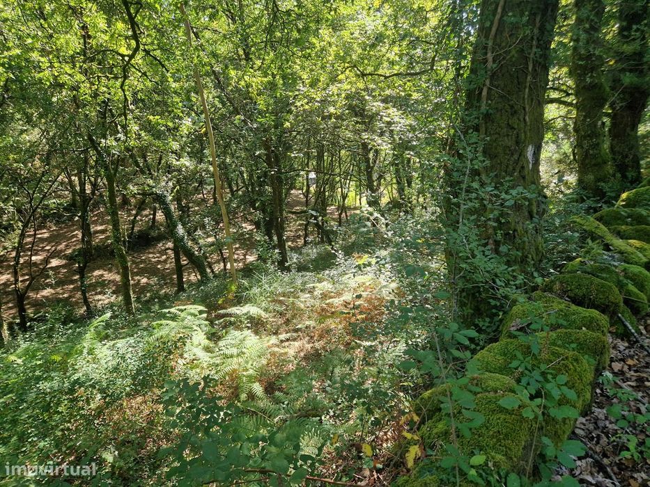 Terreno  Venda em Mosteiro,Vieira do Minho